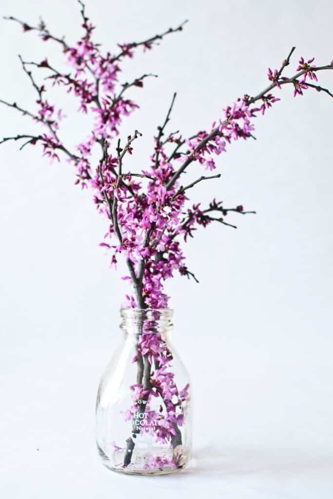 Branches from Texas redbud tree
