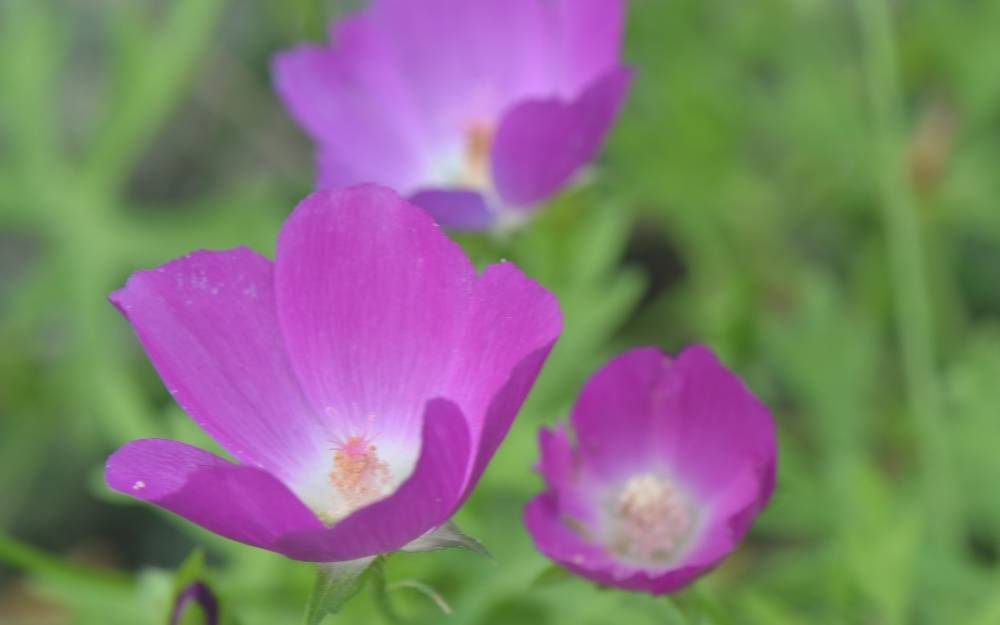 Types of Texas wildflowers - Wine Cup