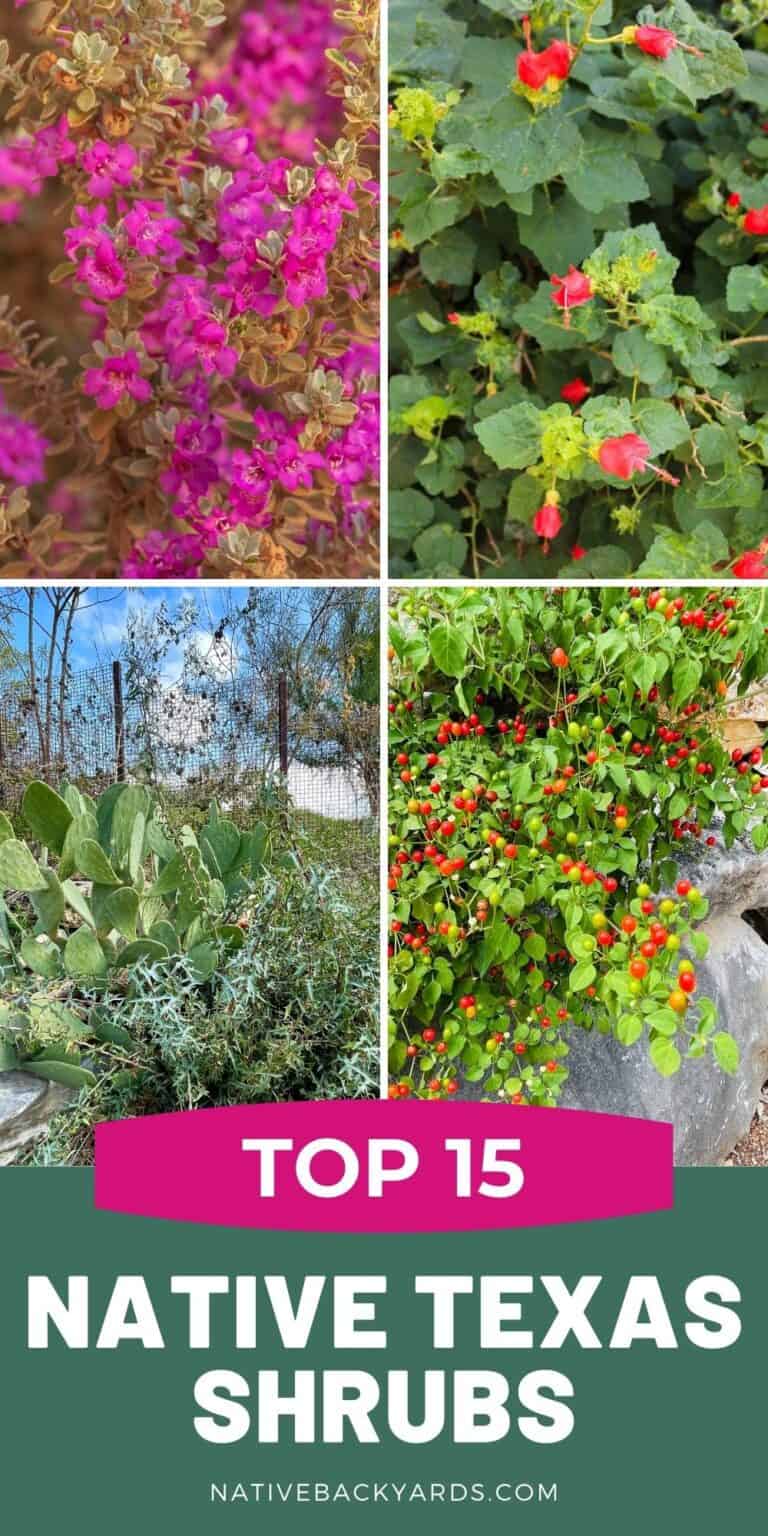 Top 15 Texas Shrubs for Your Yard Native Backyards