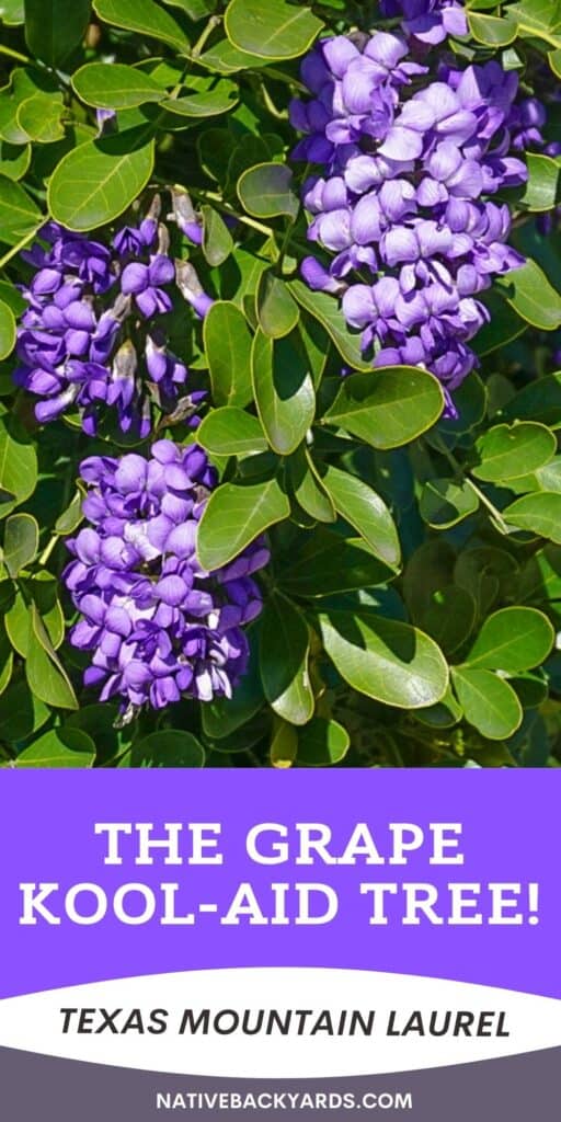 The grape kool-aid tree - Texas Mountain Laurel