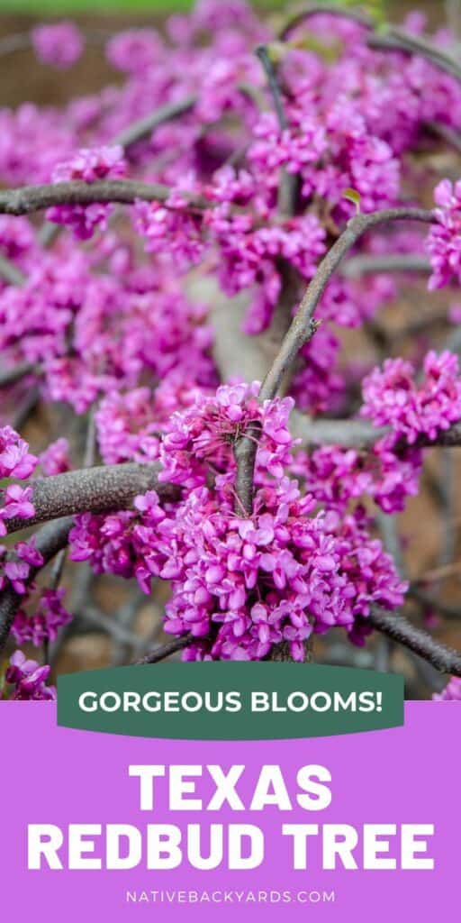 The Texas redbud is a gorgeous spring flowering tree with purple blooms native to Texas.