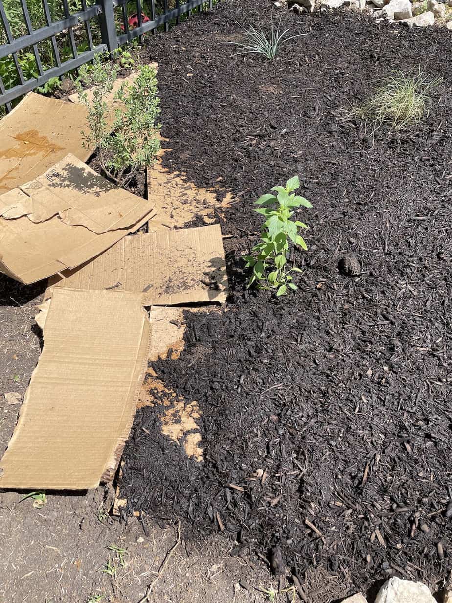 Keeping weeds out of garden with cardboard and mulch