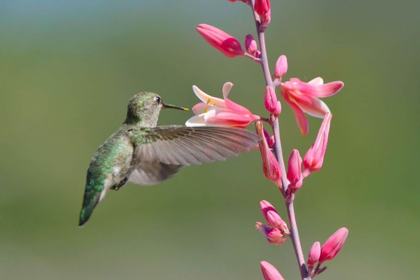 Hummingbird drinking from coral yucca