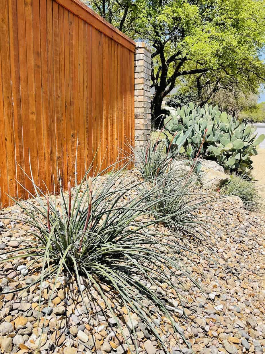 Red yucca and prickly pear cactus