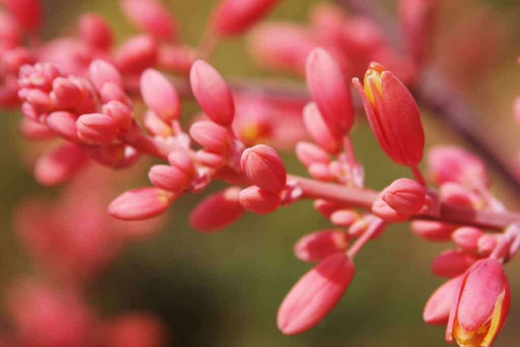 5 Reasons to Plant a Red Yucca Native Backyards