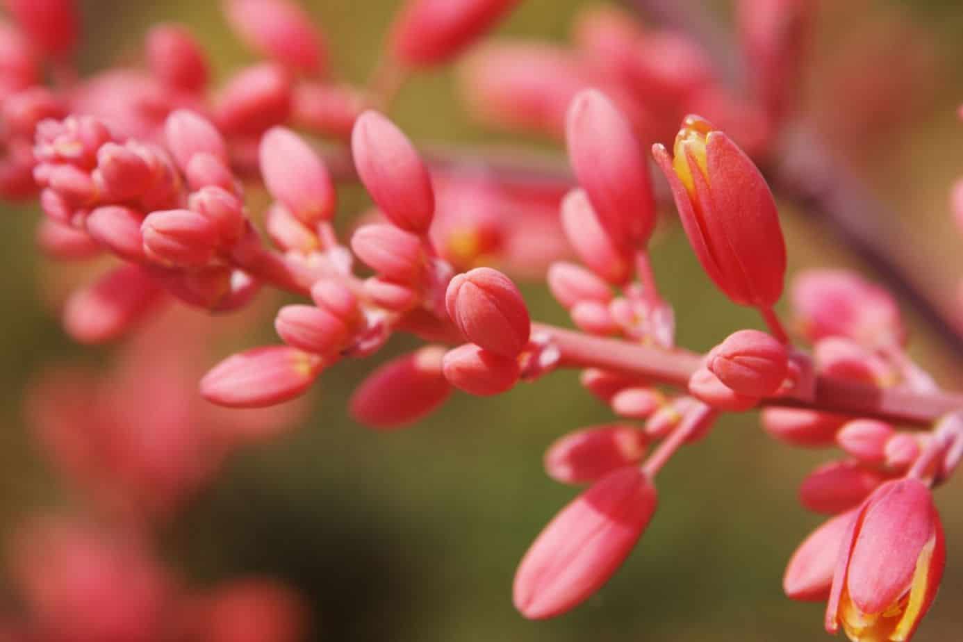 Blooms of Hesperaloe parviflora  