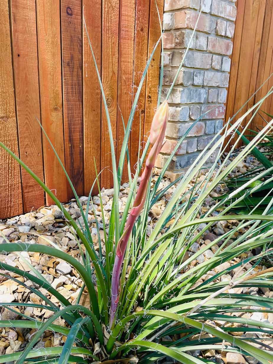 Red Yucca with flower stalk about to bloom