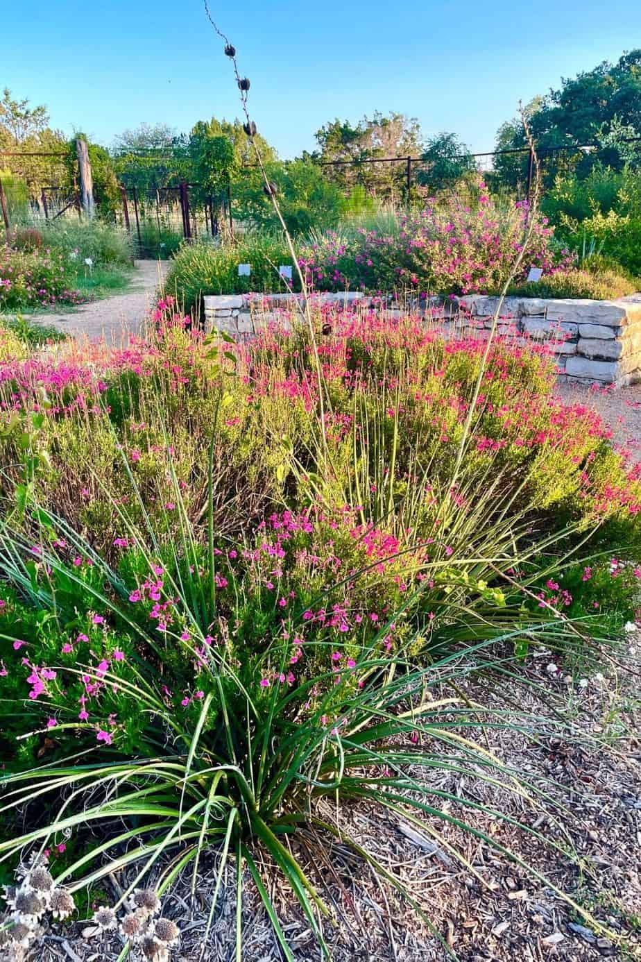 Hummingbird yucca in Texas native plant garden