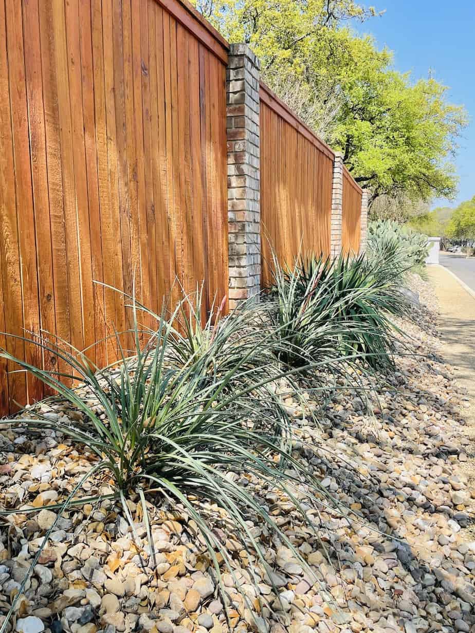 Row of Hesperaloe parviflora