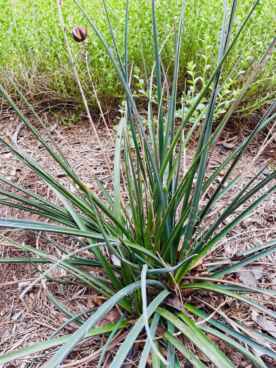 Evergreen red yucca plant