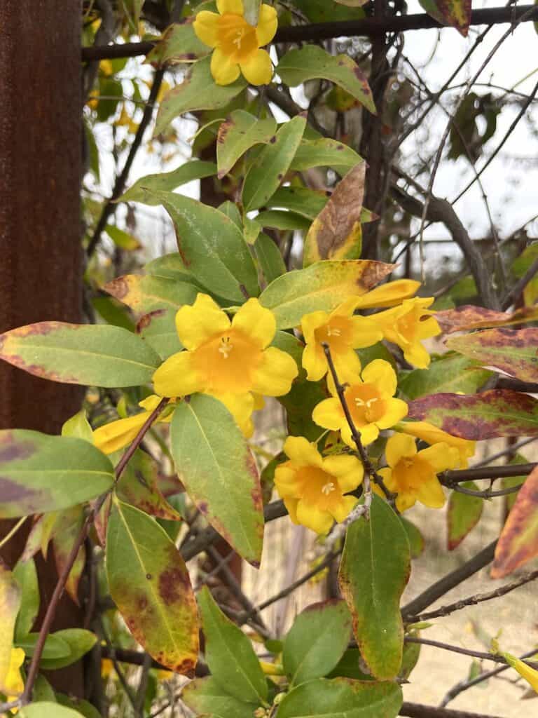 Top 7 Native Texas Vines to Grow! - Native Backyards