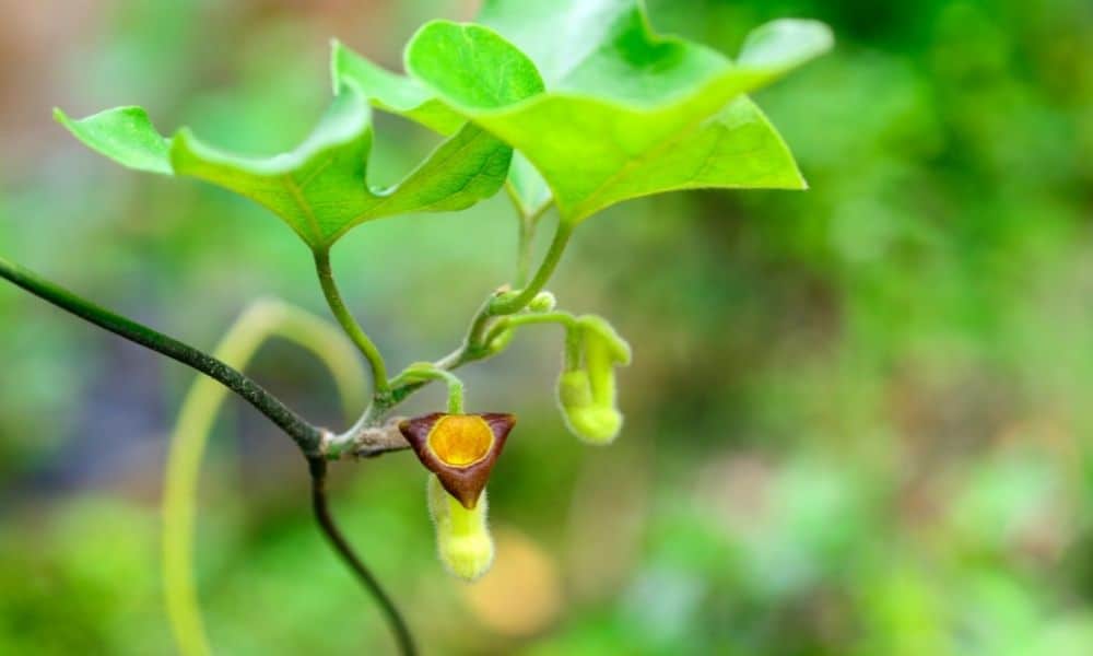 Pipevine host plant