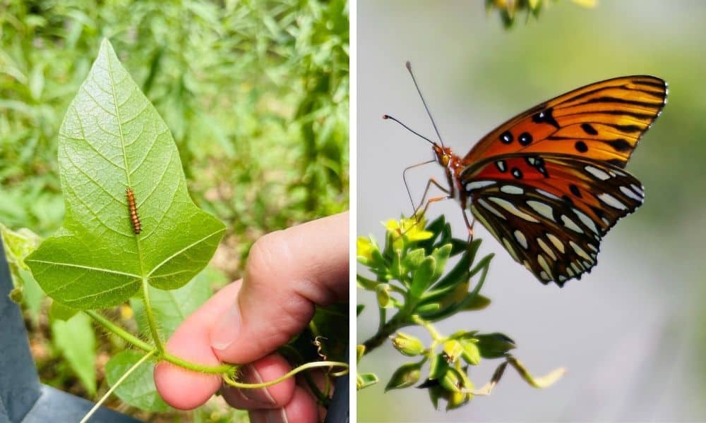 Gulf fritillary host plant