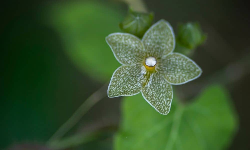 Milkweed Texas vine