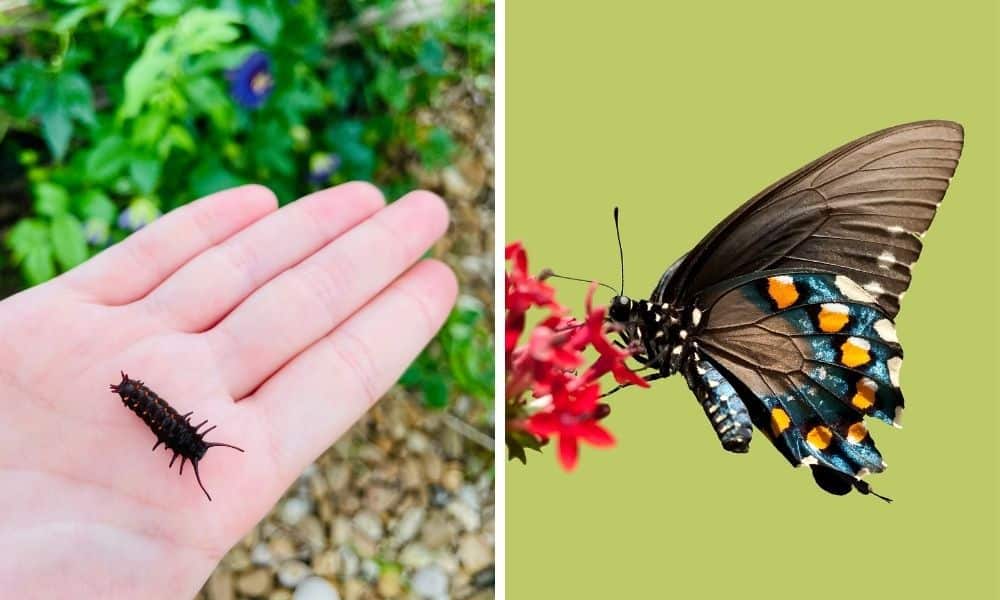 Pipevine Swallowtail