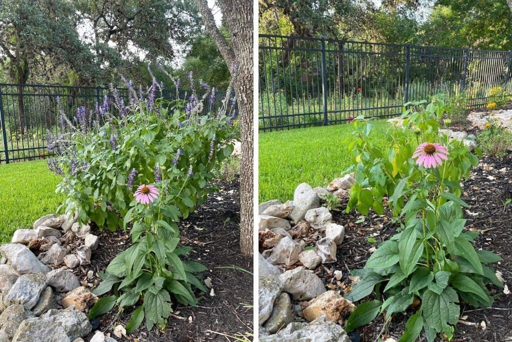 How to prune salvia