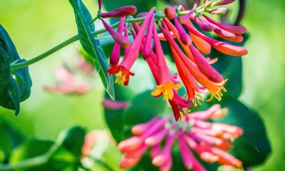 Vines Texas: Coral honeysuckle 