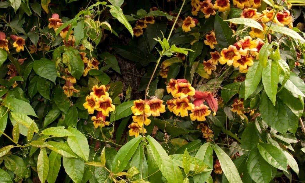 Vines Texas: Cross vine (Bignonia capreolata)