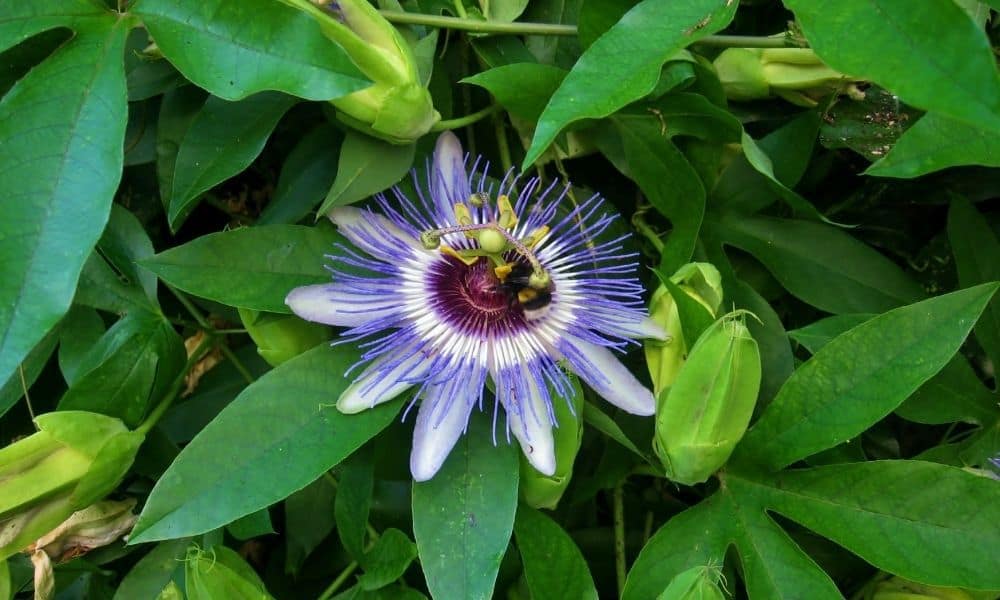 Vines Texas: Passiflora incarnata 