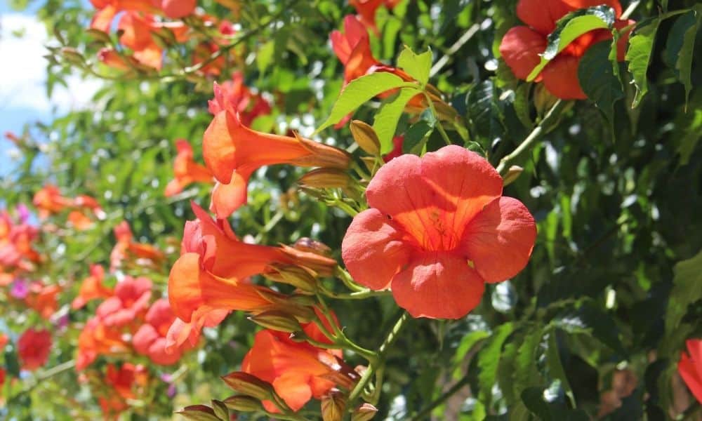 Vines of Texas - Trumpet Creeper