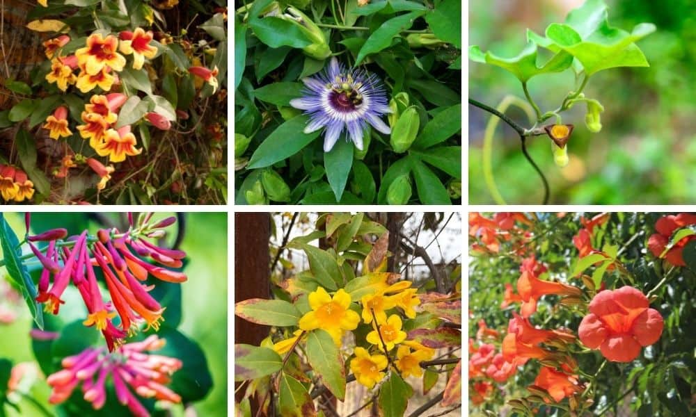 texas climbing plants