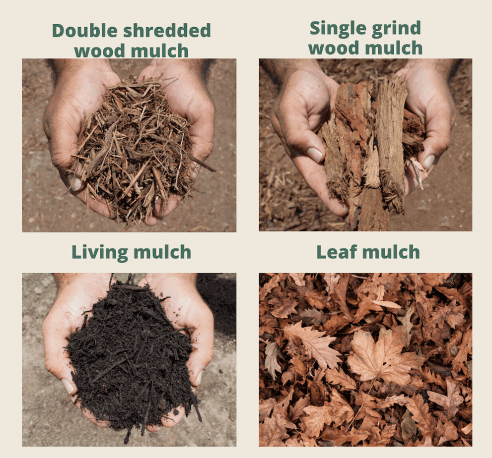 Prevent weeds in flower beds with mulch and cardboard