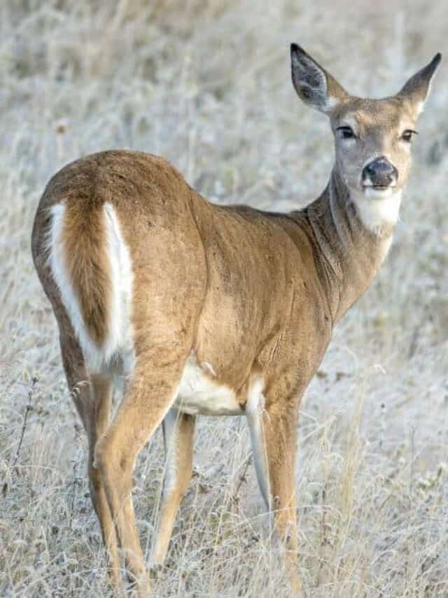 7 Plants Deer Won't Eat! Native Backyards