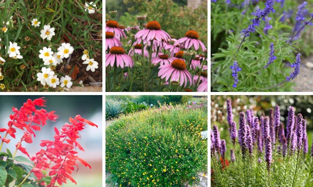 Deer resistant perennial flowers Texas