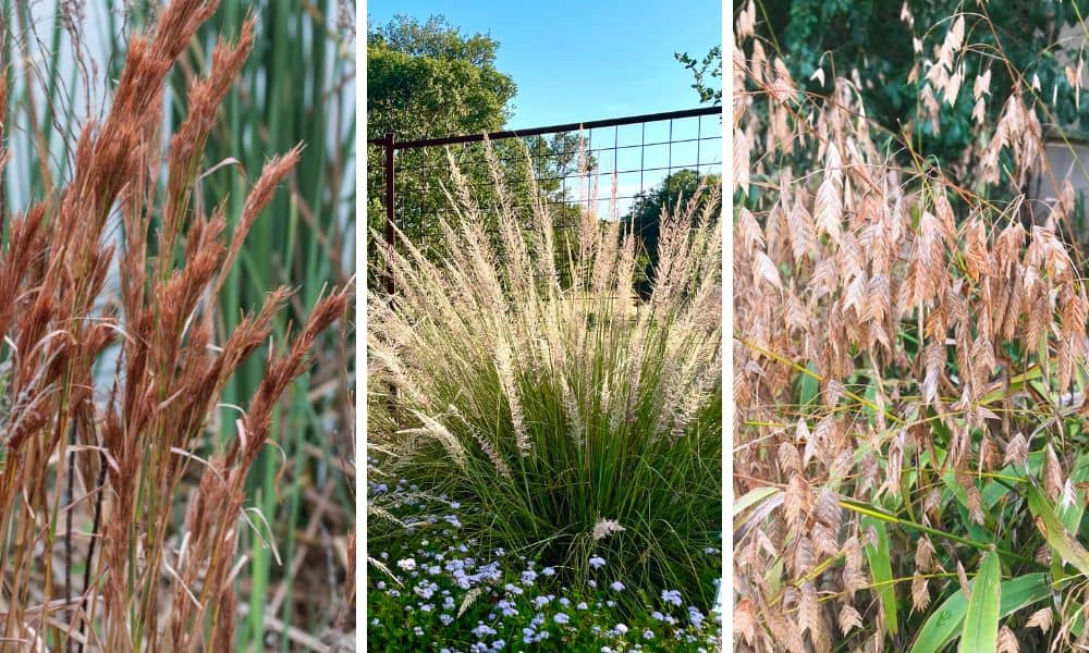 Deer resistant ornamental grasses