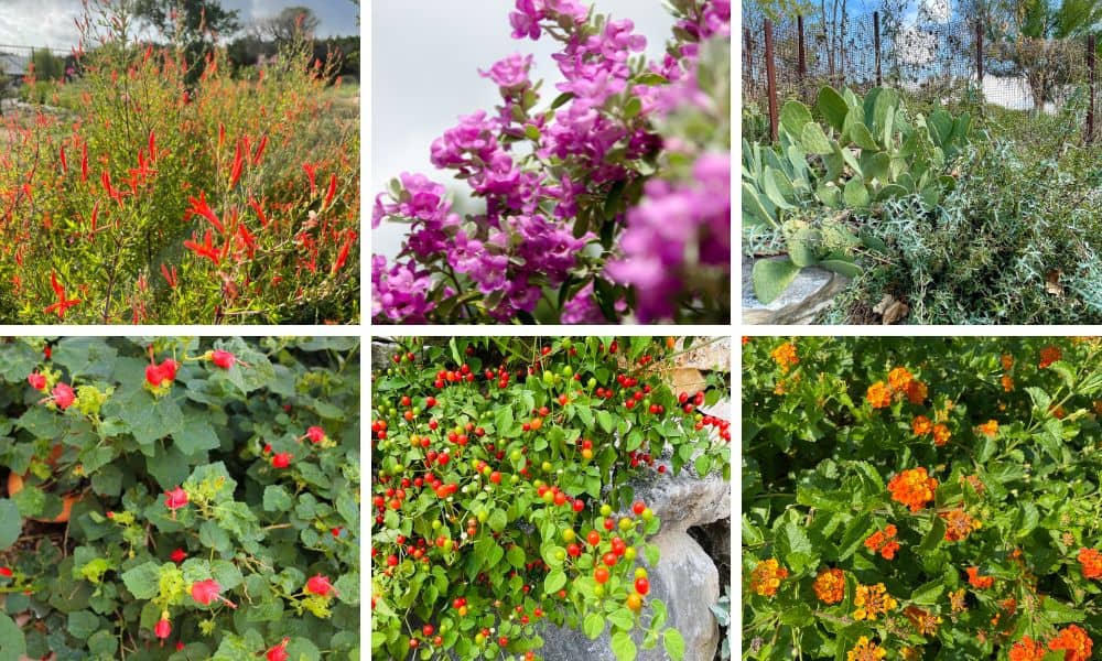 Top 15 Texas Shrubs For Your Yard Native Backyards, 59% OFF