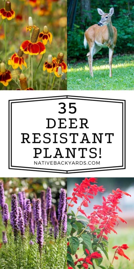 Deer resistant plants