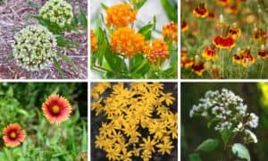 Top 35 Texas Deer Resistant Plants - Native Backyards