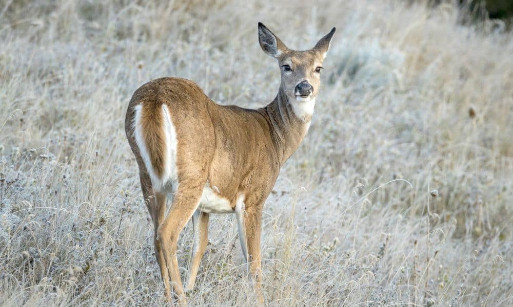 White tailed deer 