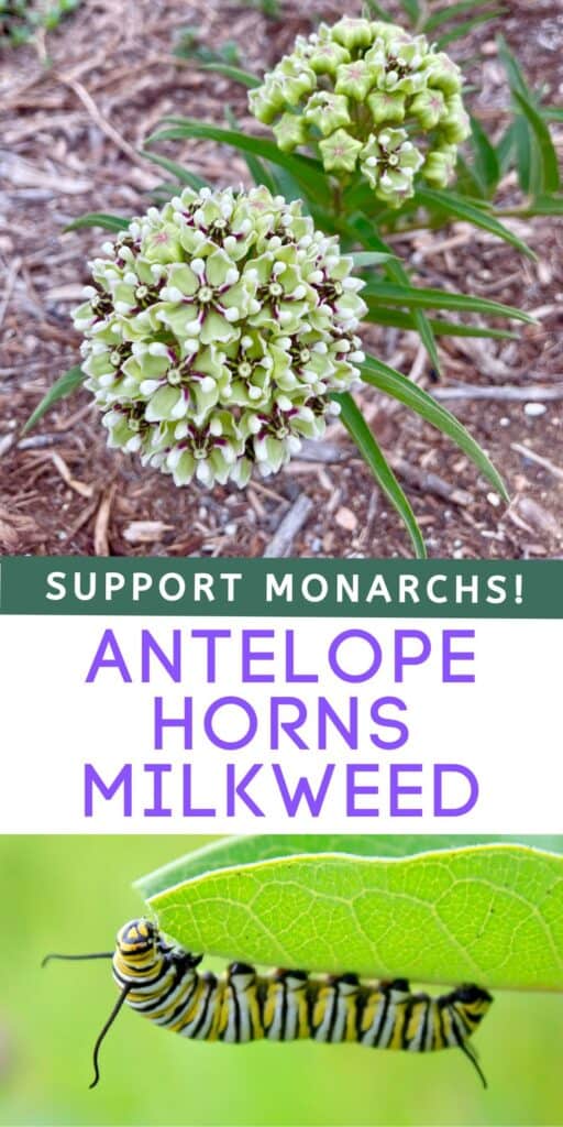 Green antelope horn milkweed