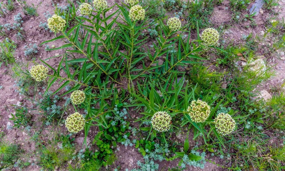 Antelope horns plant