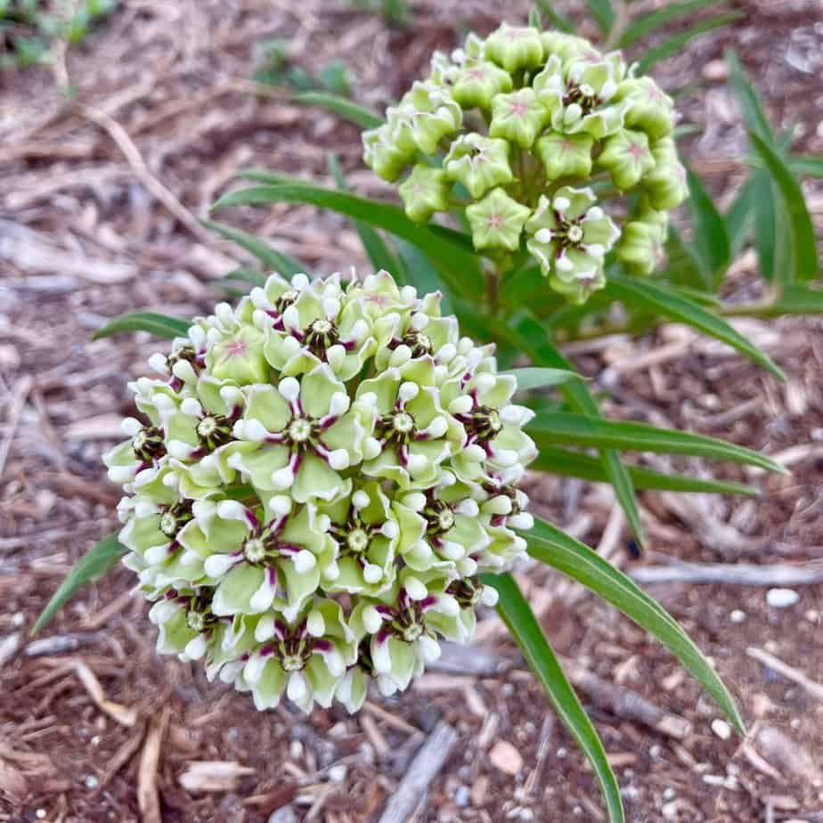 flower clusters on antelopehorn milkweed