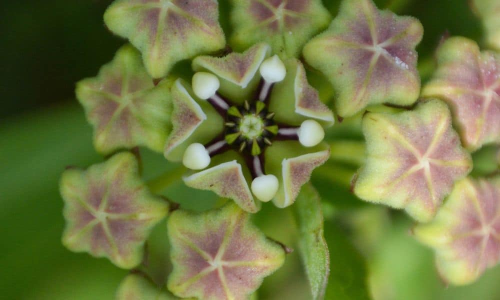 Pale green petals and purple centers of star shaped Green antelope horn milkweed