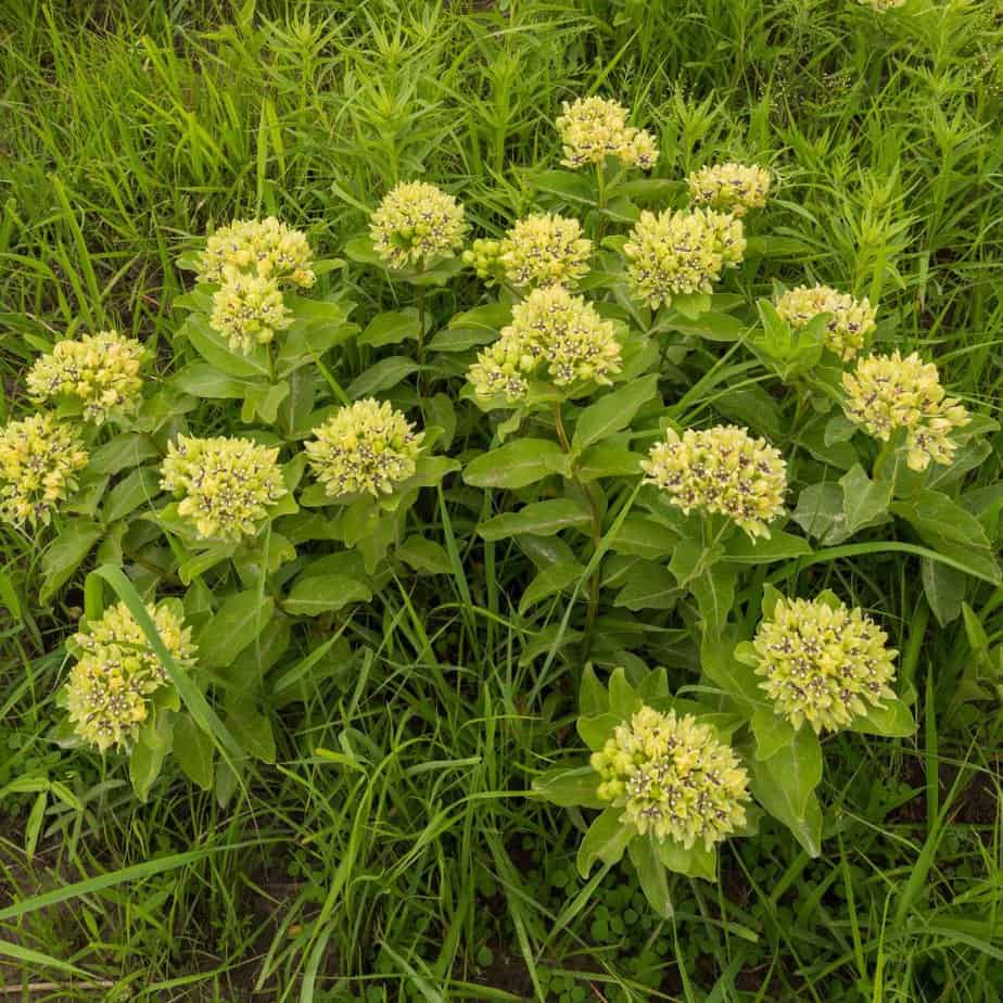 Asclepias viridis - Green Milkweed or Spider Milkweed
