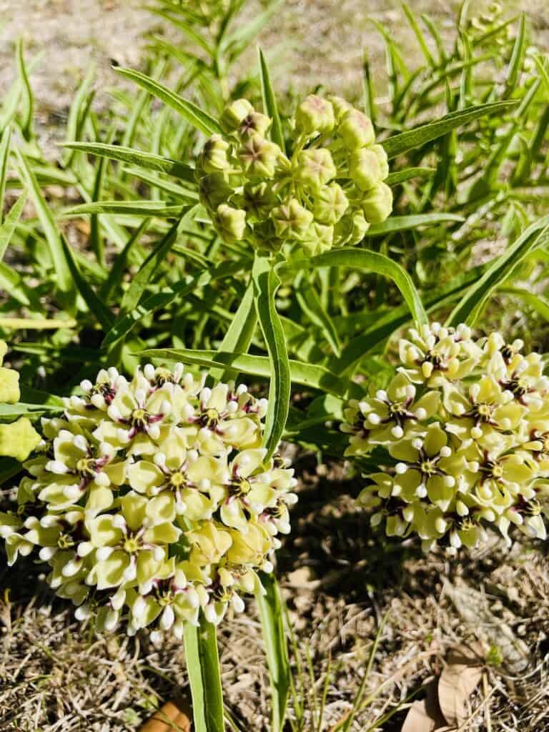 Antelope horn flowers with pale green petals