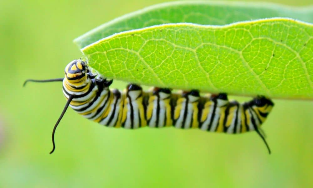An adult butterfly will lay their eggs on Milkweed since that is the plant their caterpillars can eat.