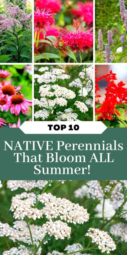 These 10 perennial flowers will bloom all summer long in your garden! They are all native to the U.S. and are great butterfly host plants and nectar sources for pollinators.