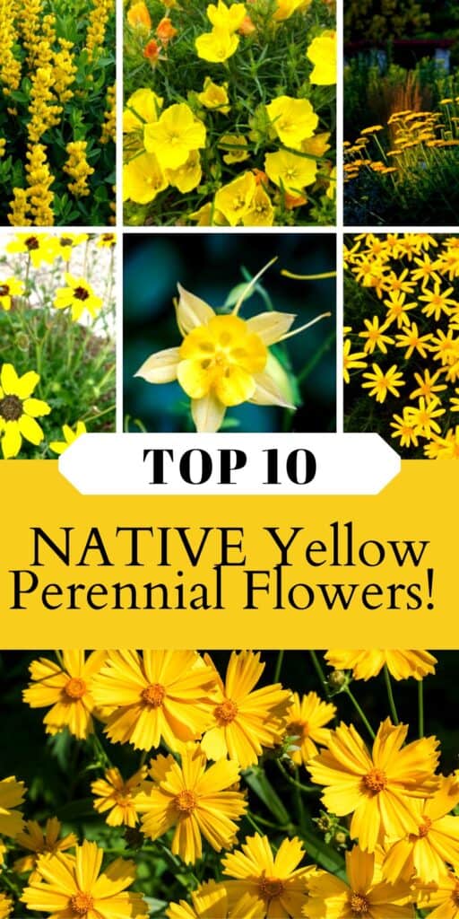 Love yellow? Check out these Top 10 native yellow perennial flowers for your garden. All are native to the United States and support our local pollinators!