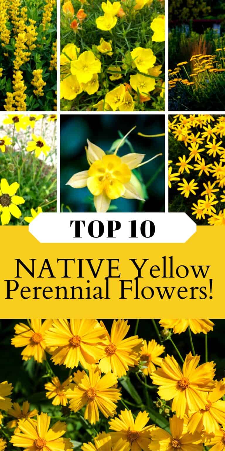 Top 10 Native Yellow Perennial Flowers - Native Backyards