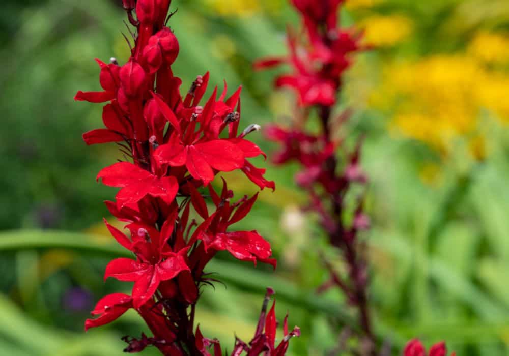 Red summer blooming perennial