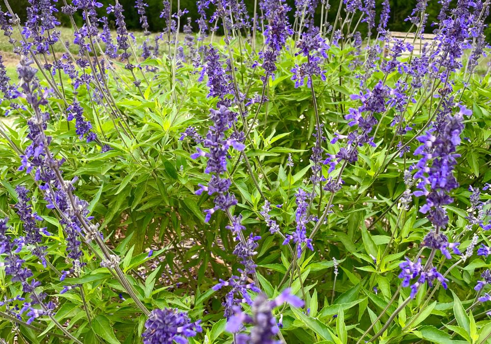 Mealy Blue Sage flowers drought resistant