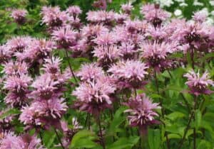 Top 10 Native Perennial Flowers That Bloom All Summer - Native Backyards