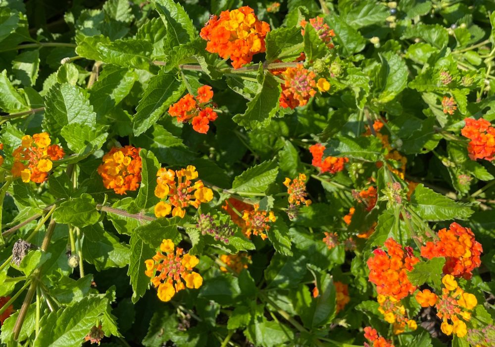 Texas Lantana - full sun drought tolerant perennials