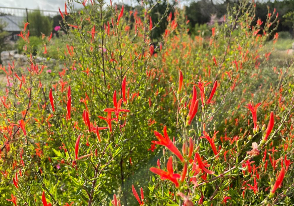 Heat tolerant plants for Texas - Flame Acanthus