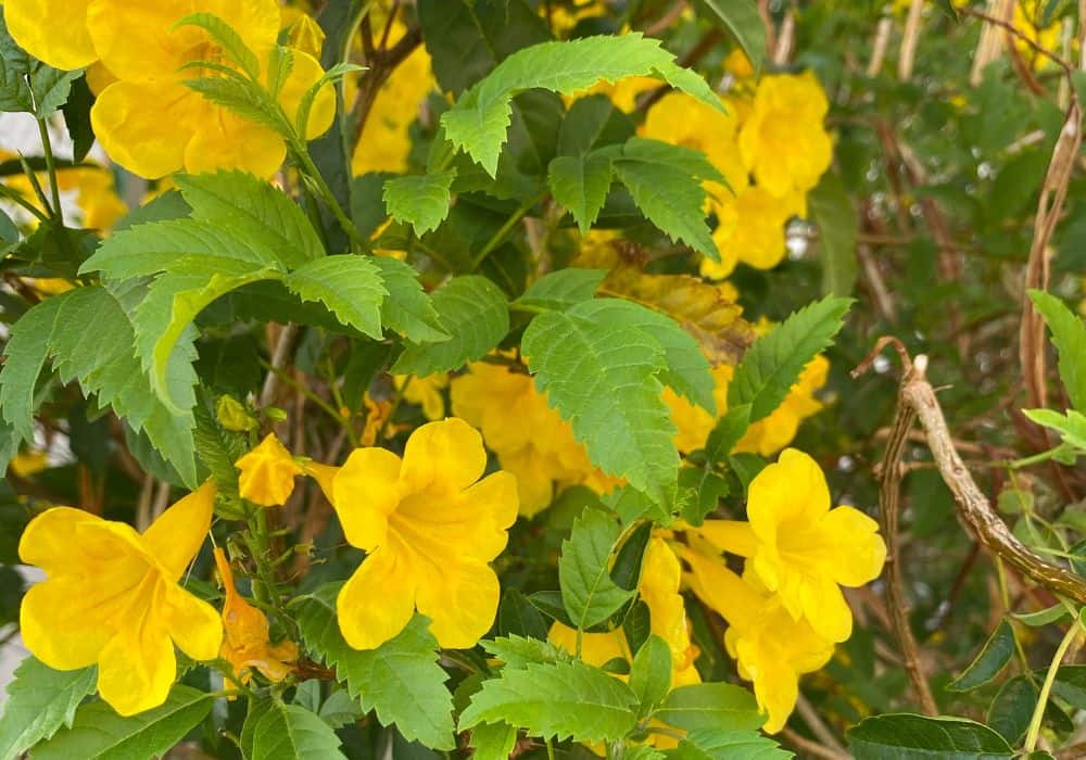 Esperanza flowers drought resistant