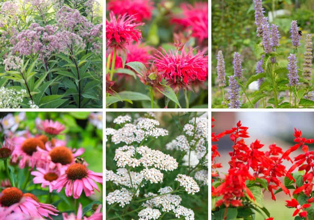 Top 10 Native Perennial Flowers That Bloom All Summer Native Backyards